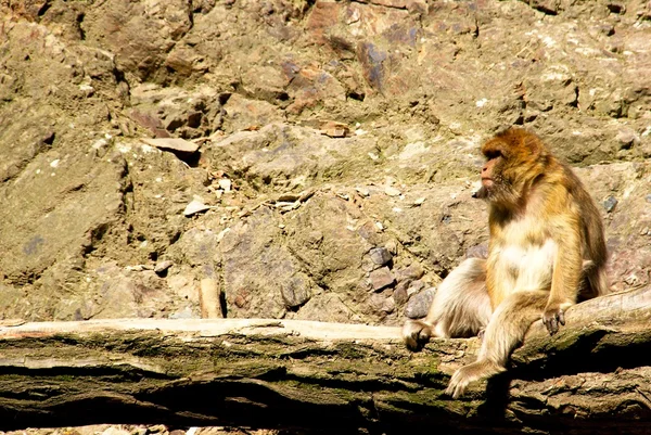 Macaco selvagem — Fotografia de Stock