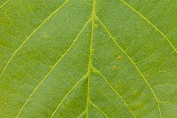 Green leaf texture background — Stock Photo, Image
