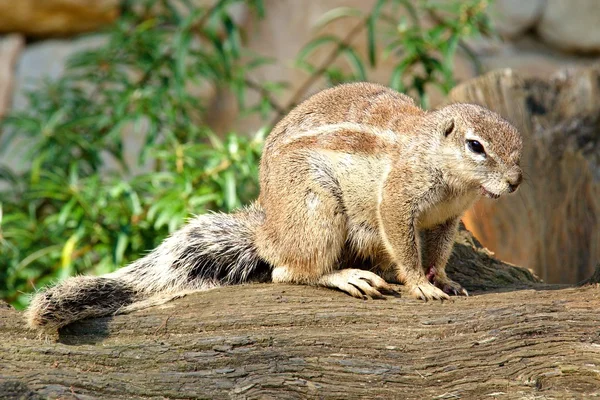 Wild rodent — Stock Photo, Image