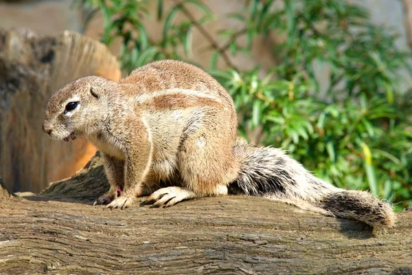 Wild rodent — Stock Photo, Image