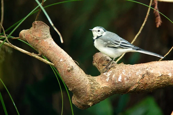 Wilde vogels in het bos — Stockfoto