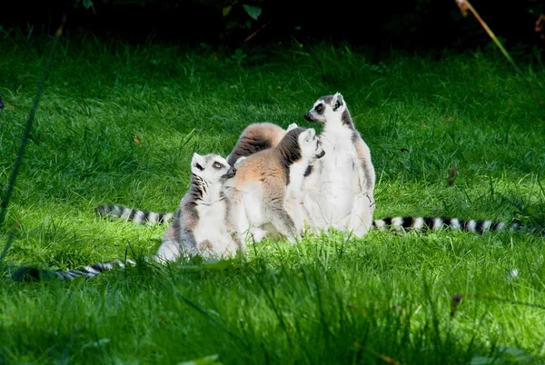 Familia Lemur — Foto de Stock