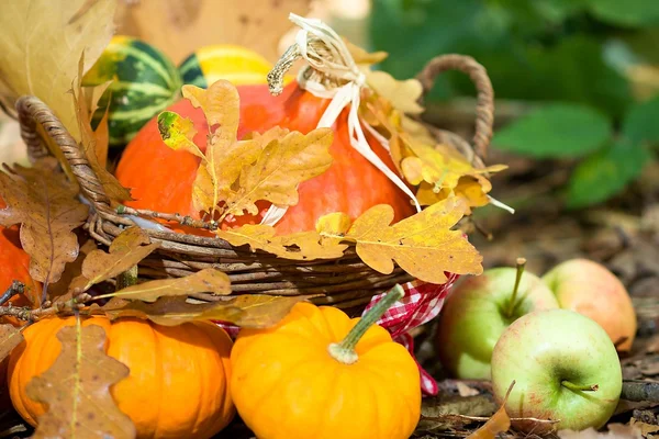 Gros plan sur les légumes d'automne — Photo