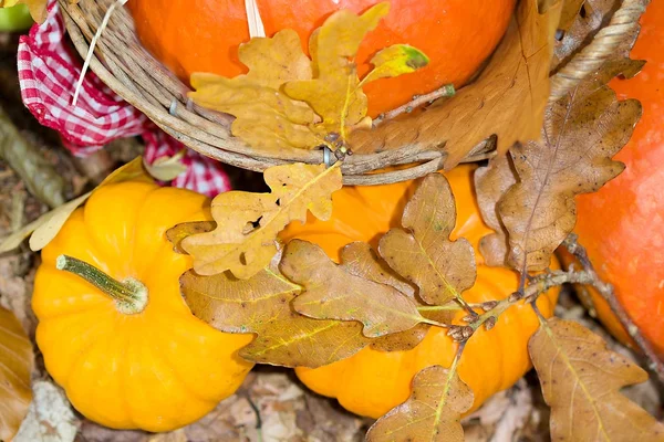 Gros plan sur les légumes d'automne — Photo