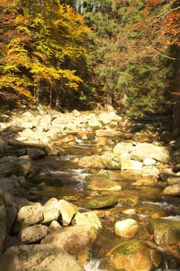 Ahşap sonbahar Nehri