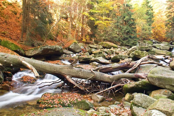 Fiume d'autunno nel bosco — Foto Stock