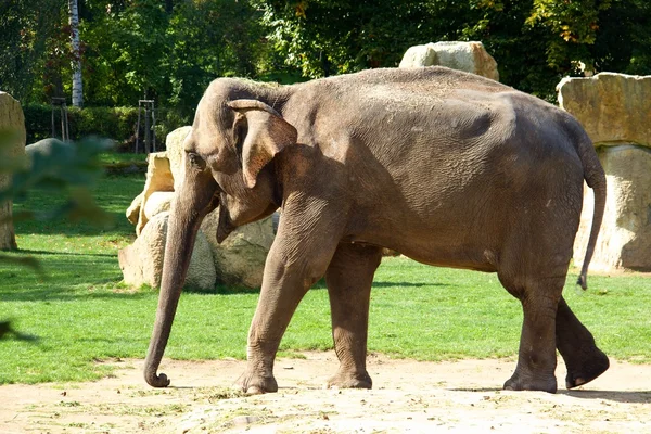 Indisk elefant — Stockfoto