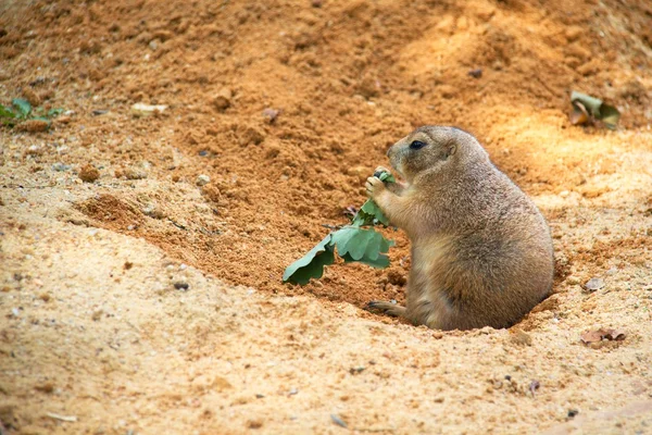 Black-tailed prairie dog — Stock Photo, Image