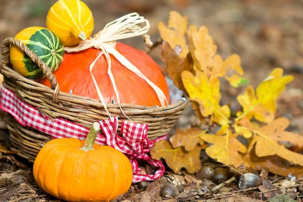 Gros plan sur les légumes d'automne — Photo