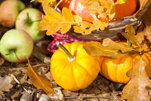 Gros plan sur les légumes d'automne — Photo