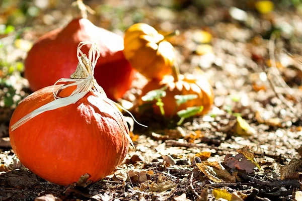 Gros plan sur les légumes d'automne — Photo