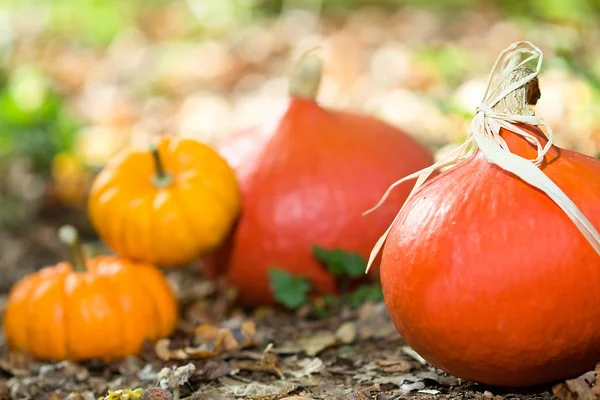 Gros plan sur les légumes d'automne — Photo