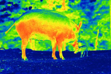 Wild pigs  by thermal camera clipart