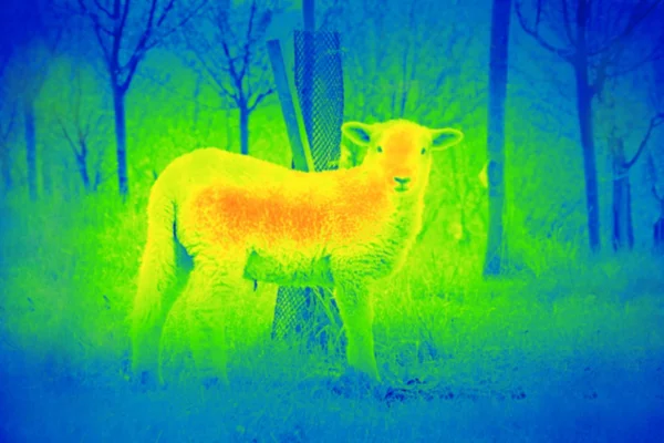 Young white sheep by thermal camera