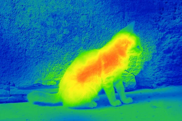 Gato en la calle por cámara térmica — Foto de Stock