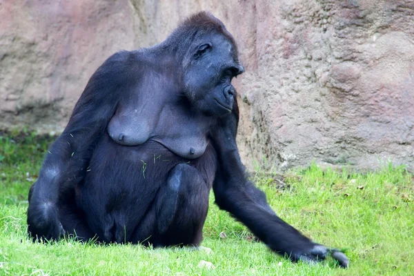 Wild gorilla — Stock Photo, Image