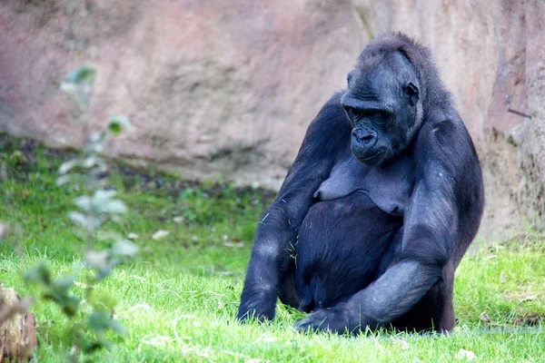 Gorila salvaje — Foto de Stock