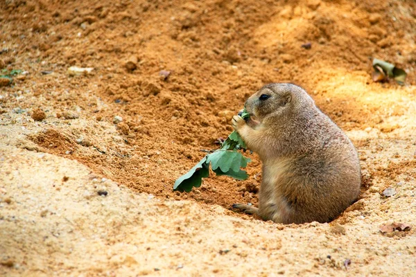 Black-tailed prairie dog — Stock Photo, Image