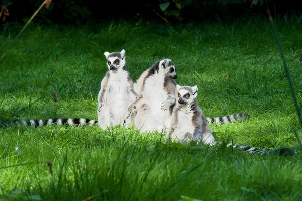 Lemur family — Stock Photo, Image