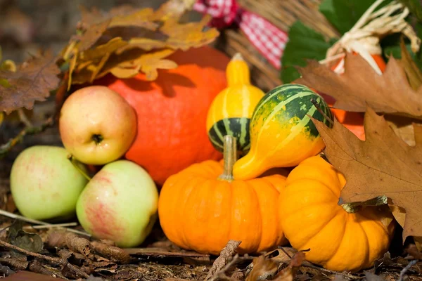 Gros plan sur les légumes d'automne — Photo