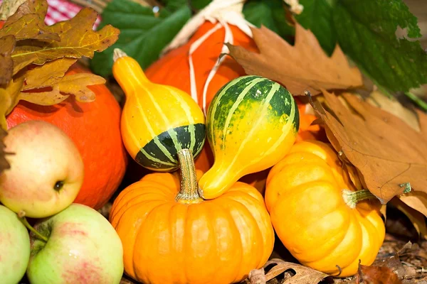 Gros plan sur les légumes d'automne — Photo