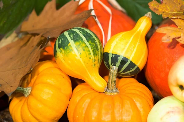 Gros plan sur les légumes d'automne — Photo