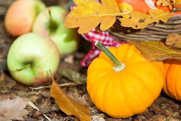 Gros plan sur les légumes d'automne — Photo