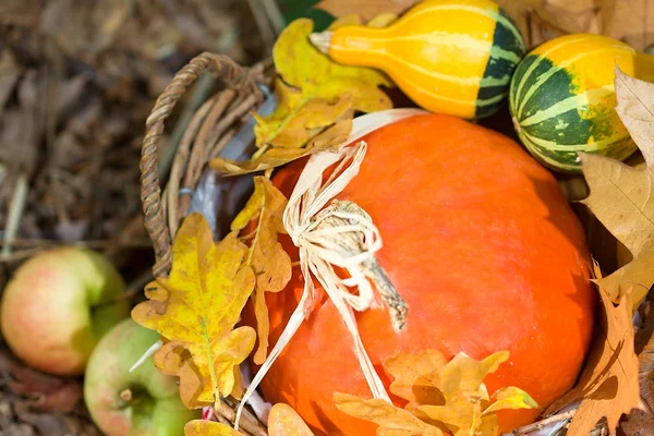 Gros plan sur les légumes d'automne — Photo