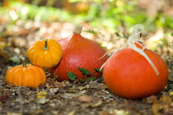 Gros plan sur les légumes d'automne — Photo