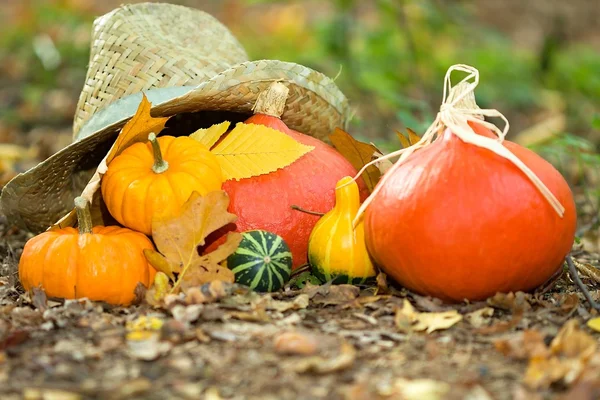 Gros plan sur les légumes d'automne — Photo