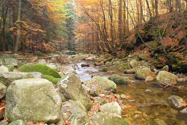 Jesienią rzeka w drewnie — Zdjęcie stockowe