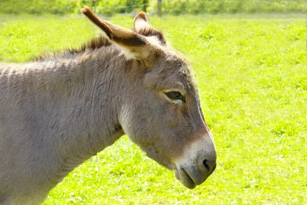 Burro da quinta — Fotografia de Stock