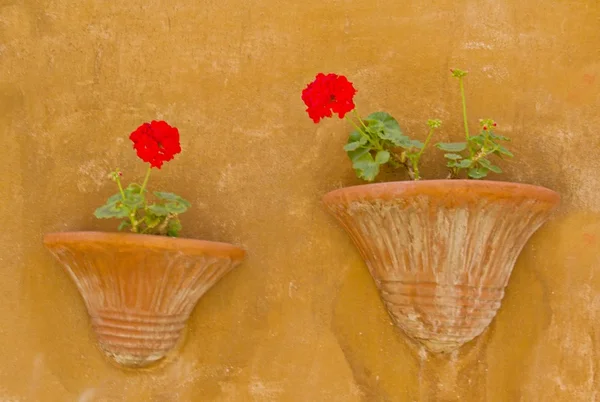 Färgglada blommor — Stockfoto