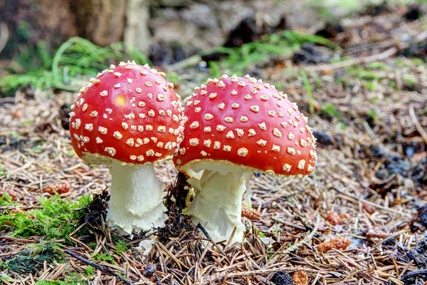 Mushrooms in the wood — Stock Photo, Image