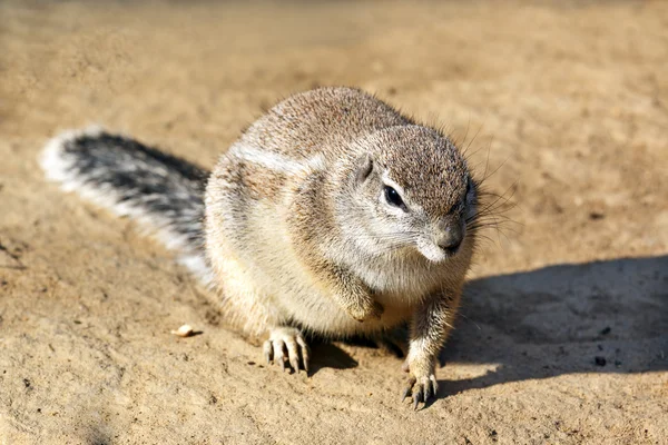 Closeup of cute wild rodent sitting on grain — Stock Photo, Image