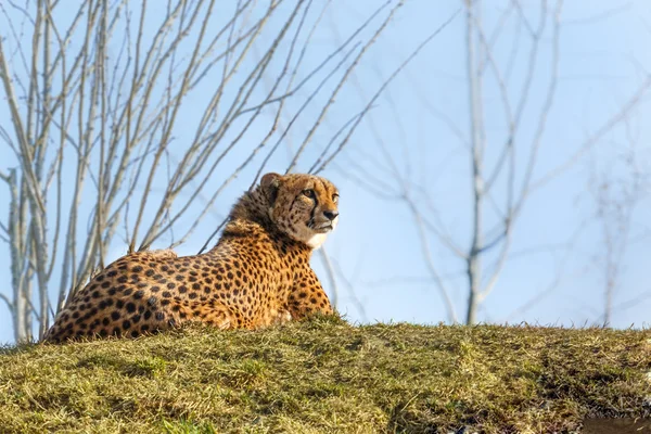 Leopardo relaxante em uma grama verde — Fotografia de Stock