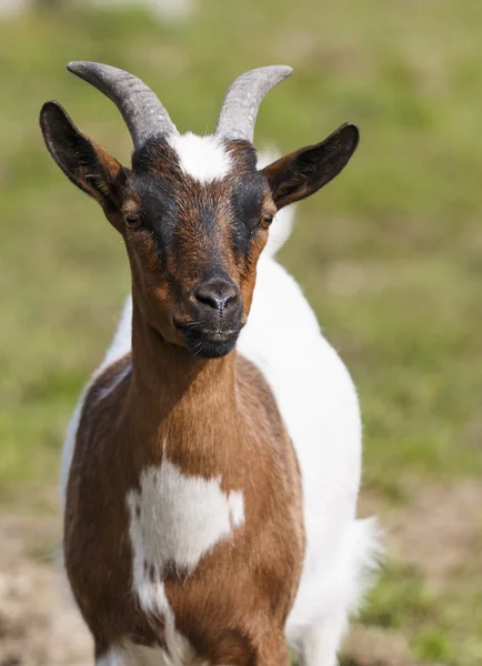 Close-up of white brown goat with blurred green background — Stock Photo, Image