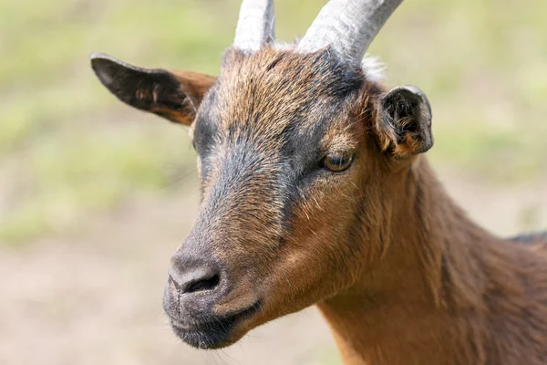 Detalhe de cabra marrom — Fotografia de Stock