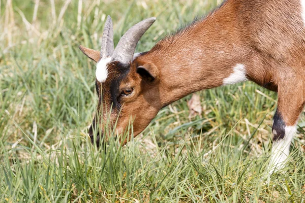 Gros plan sur la consommation de chèvre brune blanche — Photo