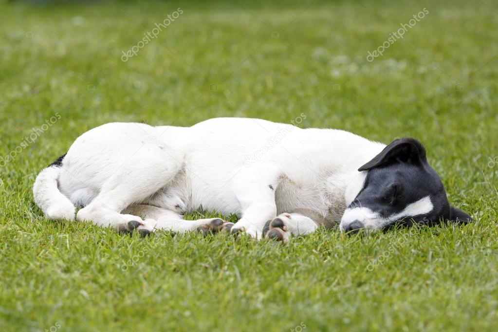 Chien Noir Et Blanc En Détail De Dormir Sur Lherbe Verte