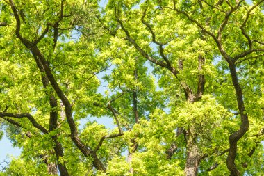 Yakın çekim yeşil yaprakları ve ağaç