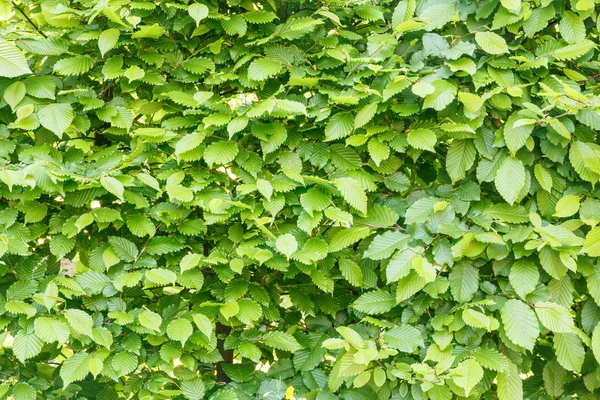 Detail of green leaves and tree — Stock Photo, Image