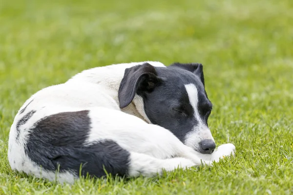 Yeşil çimenlerin üzerinde uyku yakın çekim beyaz köpek