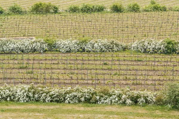 Detail of growing vineyard and brown fields — Stock Photo, Image