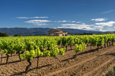 Luberon bağ