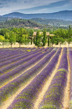 Luberon lavanta alan