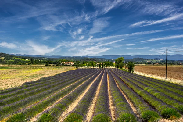 Campo de Lavanda no Luberon — Fotografia de Stock