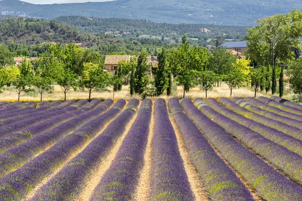 Lavender Field in the Luberon — Stock Photo, Image