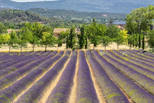 Campo de Lavanda no Luberon — Fotografia de Stock