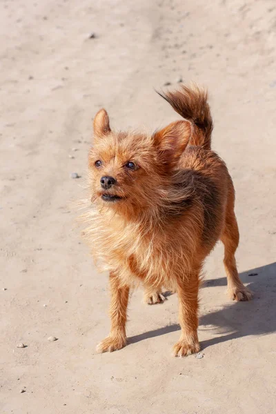 ヨークシャー テリアは田舎道に立っている 長い茶色の犬の髪と大きな耳 — ストック写真